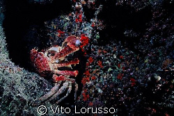 Crabs in love ! by Vito Lorusso 